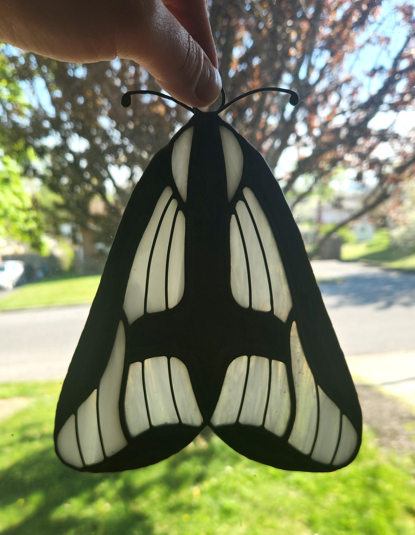 Hapola Clymene