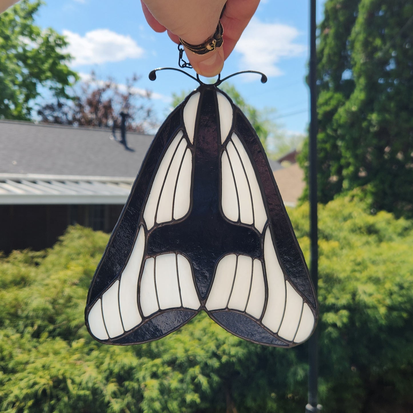 Hapola Clymene